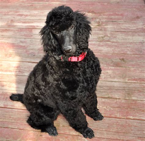 AKC/CKC (OFA) Standard Poodle for stud. DNA health tested Stud Dog