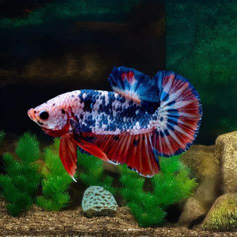 Star And Stripes Betta