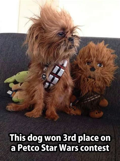 Star Wars Dog Meme