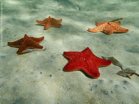 Starfish Alley