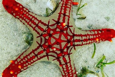 Starfish Tour Zanzibar