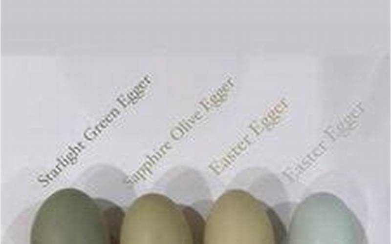 Starlight Green Egger Eggs