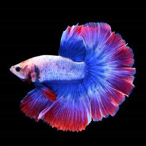 Stars And Stripes Betta