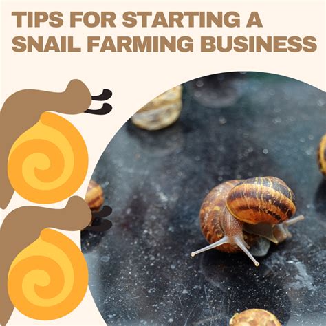 How To Start Pig Farming Business Guide) Infoleading