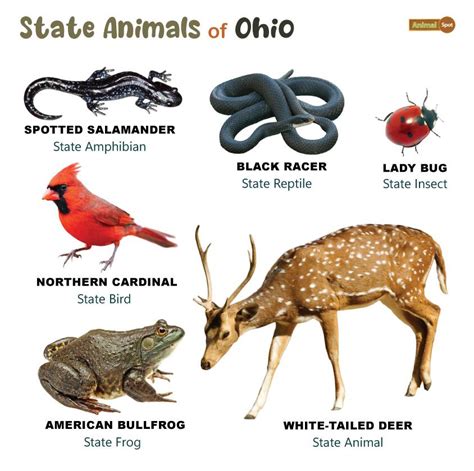 State Animal For Ohio