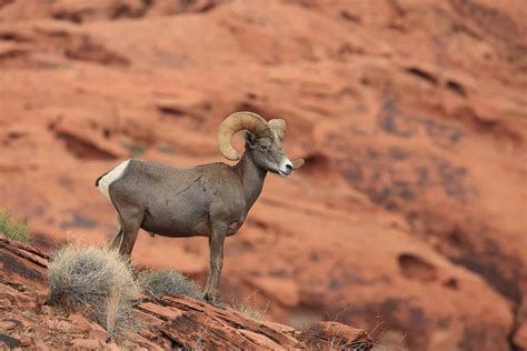 State Animal Of Nevada
