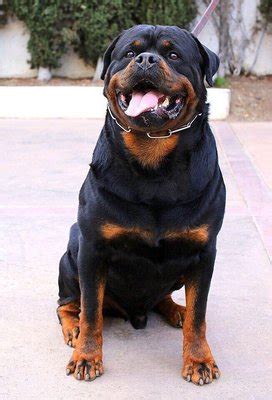 Statewood Rottweiler Kennels