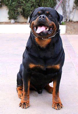 Statewood Rottweiler Kennels in Los Angeles Statewood Rottweiler