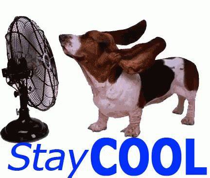 Stay Cool Hot Day Meme