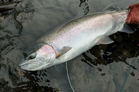 Steelhead Fish Conservation