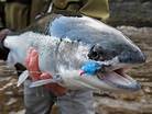 Steelhead in Puyallup River