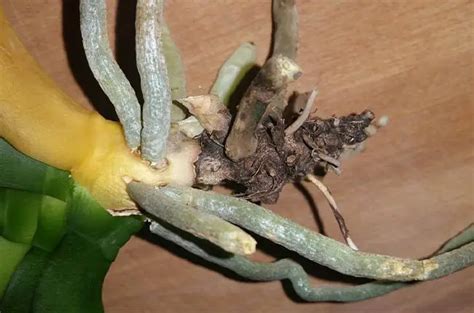 Stem Rot Orchid