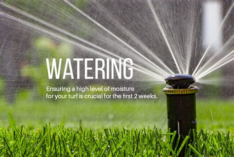 Watering and maintenance