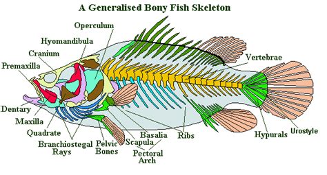 Identify the Location of the Fish Bone