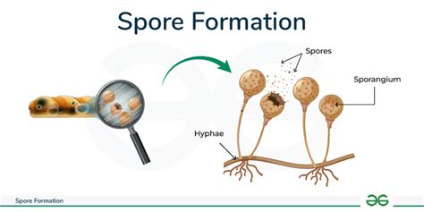 Step 1: Making a Spore Slurry