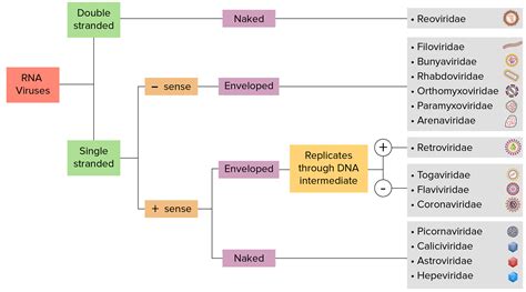 Step 1 Virus Chart