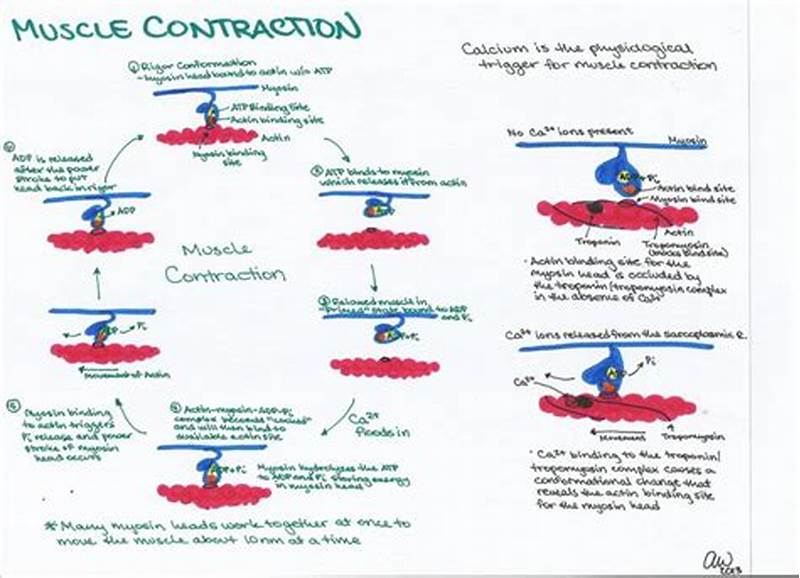 Step By Step Muscle Contraction Flow Chart