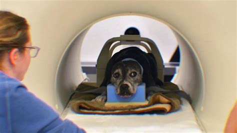 Step-by-Step: How To Get A Pet Scan Covered By Insurance