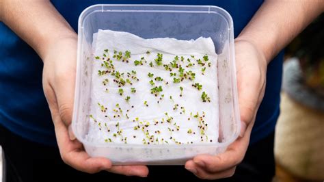 Step-by-Step Cold Stratification for Rose Seeds