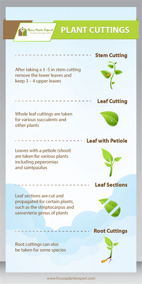 Step-by-Step Cuttings Guide
