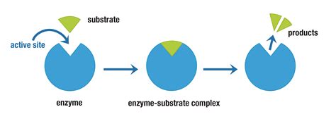 Step-by-Step Enzyme Application