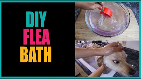 Step-by-Step Flea Bath Protocol