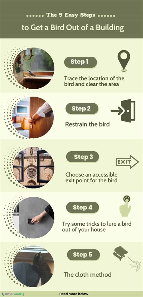 Step-by-Step Guide: How To Get Birds Out Of Your Chimney