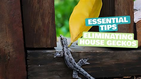 Step-by-Step Guide: How To Get Rid Of Geckos In House Naturally