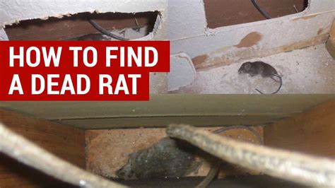 Step-by-Step Guide: How To Get Rat Out Of Wall Safely