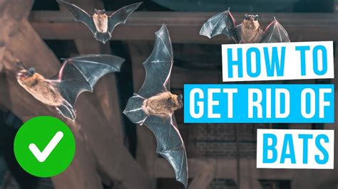 Step-by-Step Guide: How To Get Rid Of Bats In A House Safely