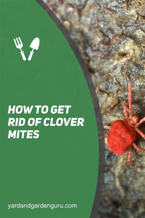 Step-by-Step Guide: How To Get Rid Of Clover Mites In The House