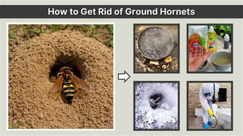 Step-by-Step Guide: How To Get Rid Of In Ground Hornets