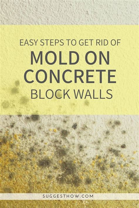 Step-by-Step Guide: How To Get Rid Of Mold In A Wall