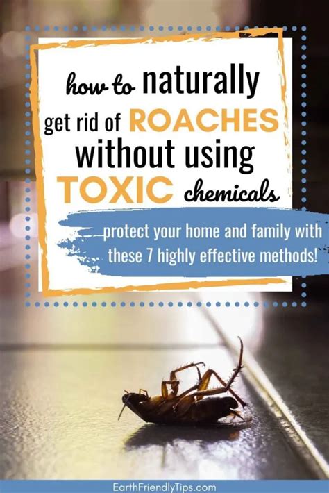 Step-by-Step Guide: How To Get Rid Of The Roaches Naturally