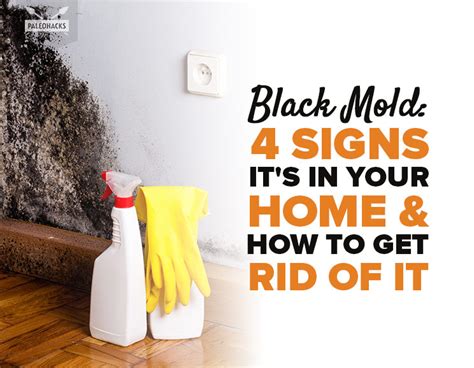 Step-by-Step Guide How To Get Rid Of Black Mold In Home