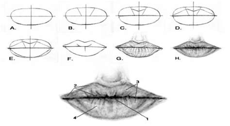 Step-by-Step Guide for Drawing Lips