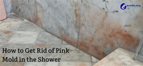 Step-by-Step Guide on How To Get Rid Of Pink Mold Effectively
