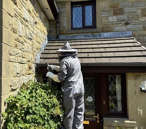 Step-by-Step Guide to Dusting the Nest Entrance