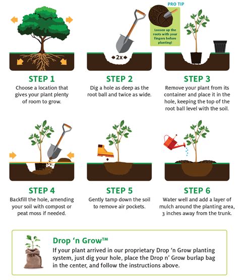 Step-by-Step Planting Guide