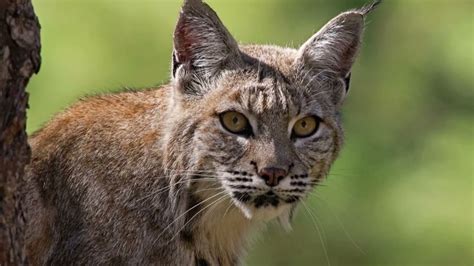 Step-by-Step Guide on How To Get Rid Of Bobcats