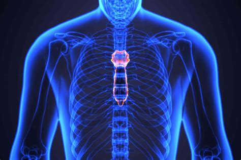 Sternum: Function, Disorders & Relief Options