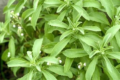 Stevia plant