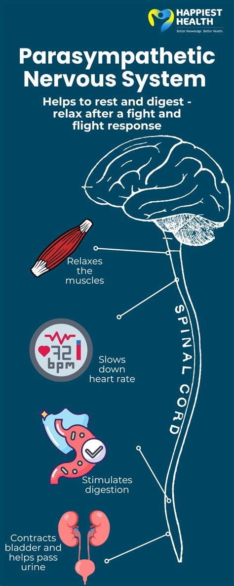 Stimulating Parasympathetic Nervous System
