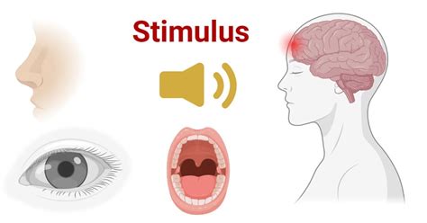Stimulus Medical Definition