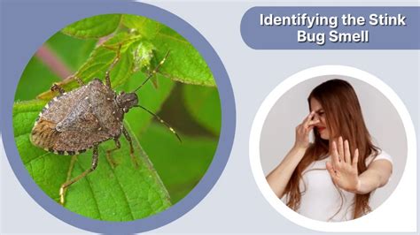 Immobilize Stink Bug Smell on Skin Effortlessly - Expert Tips and Tricks Revealed!