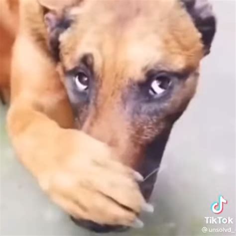 Stinky Dog Meme