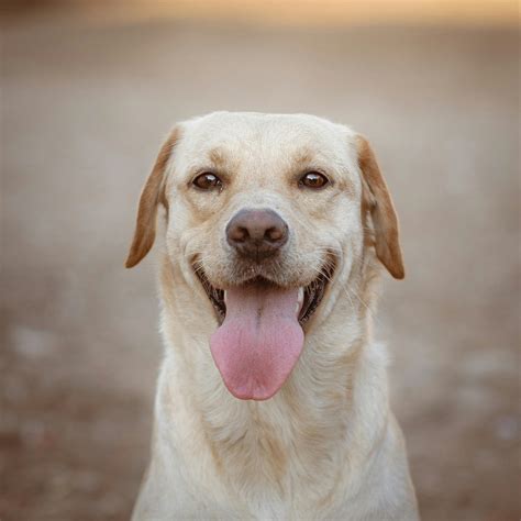Stock Dog Photo