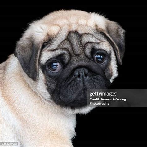 Stock Pug Pho