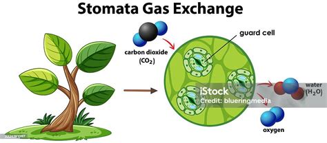 Watch and Learn: Animated Stomata and Gas Exchange Explained!