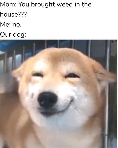 Stoned Dog Meme